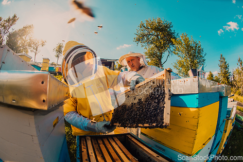 Image of Beekeepers checking honey on the beehive frame in the field. Small business owners on apiary. Natural healthy food produceris working with bees and beehives on the apiary.