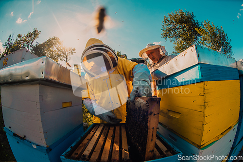 Image of Beekeepers checking honey on the beehive frame in the field. Small business owners on apiary. Natural healthy food produceris working with bees and beehives on the apiary.