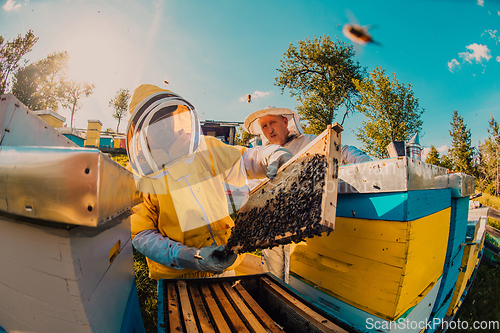 Image of Beekeepers checking honey on the beehive frame in the field. Small business owners on apiary. Natural healthy food produceris working with bees and beehives on the apiary.