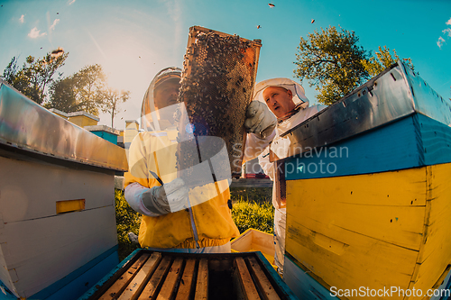 Image of Beekeepers checking honey on the beehive frame in the field. Small business owners on apiary. Natural healthy food produceris working with bees and beehives on the apiary.