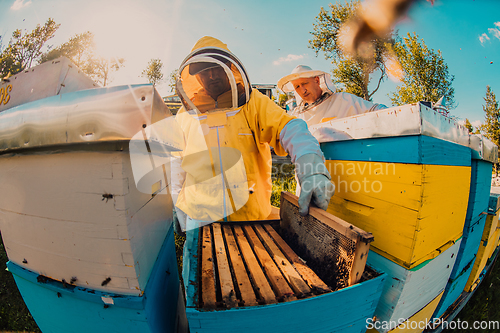 Image of Beekeepers checking honey on the beehive frame in the field. Small business owners on apiary. Natural healthy food produceris working with bees and beehives on the apiary.