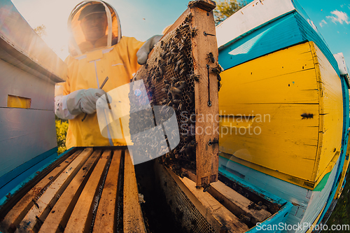 Image of Beekeeper checking honey on the beehive frame in the field. Small business owner on apiary. Natural healthy food produceris working with bees and beehives on the apiary.