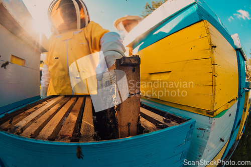 Image of Beekeeper checking honey on the beehive frame in the field. Small business owner on apiary. Natural healthy food produceris working with bees and beehives on the apiary.