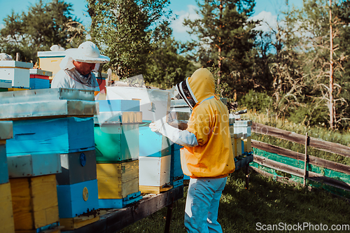 Image of Beekeepers check the honey on the hive frame in the field. Beekeepers check honey quality and honey parasites. A beekeeper works with bees and beehives in an apiary.