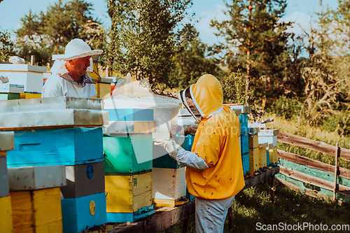 Image of Beekeepers checking honey on the beehive frame in the field. Small business owners on apiary. Natural healthy food produceris working with bees and beehives on the apiary.