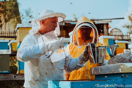 Image of Beekeepers checking honey on the beehive frame in the field. Small business owners on apiary. Natural healthy food produceris working with bees and beehives on the apiary.