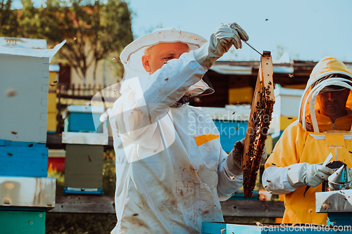 Image of Beekeepers checking honey on the beehive frame in the field. Small business owners on apiary. Natural healthy food produceris working with bees and beehives on the apiary.