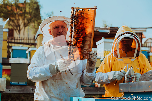 Image of Beekeepers checking honey on the beehive frame in the field. Small business owners on apiary. Natural healthy food produceris working with bees and beehives on the apiary.