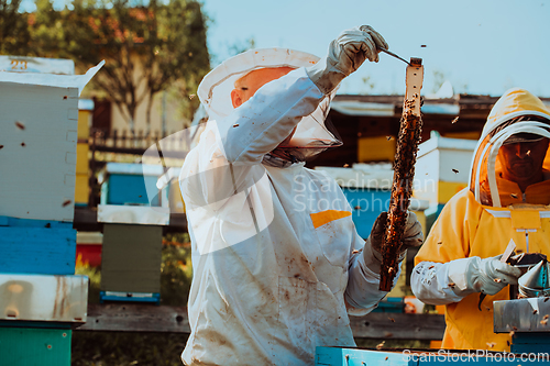 Image of Beekeepers checking honey on the beehive frame in the field. Small business owners on apiary. Natural healthy food produceris working with bees and beehives on the apiary.