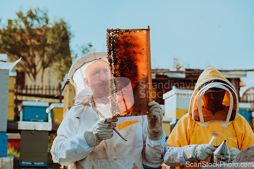 Image of Beekeepers checking honey on the beehive frame in the field. Small business owners on apiary. Natural healthy food produceris working with bees and beehives on the apiary.