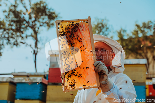 Image of Beekeeper checking honey on the beehive frame in the field. Small business owner on apiary. Natural healthy food produceris working with bees and beehives on the apiary.