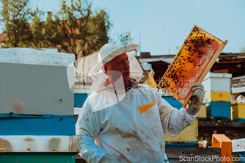 Image of Beekeeper checking honey on the beehive frame in the field. Small business owner on apiary. Natural healthy food produceris working with bees and beehives on the apiary.