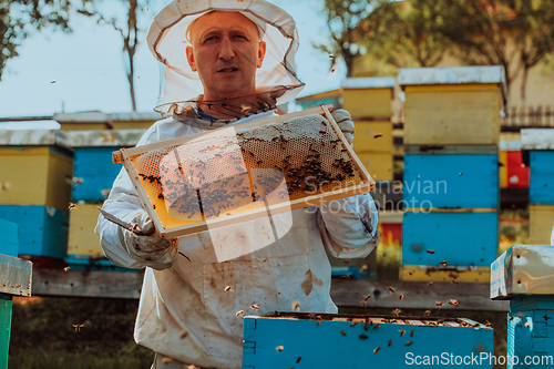 Image of Beekeeper checking honey on the beehive frame in the field. Small business owner on apiary. Natural healthy food produceris working with bees and beehives on the apiary.