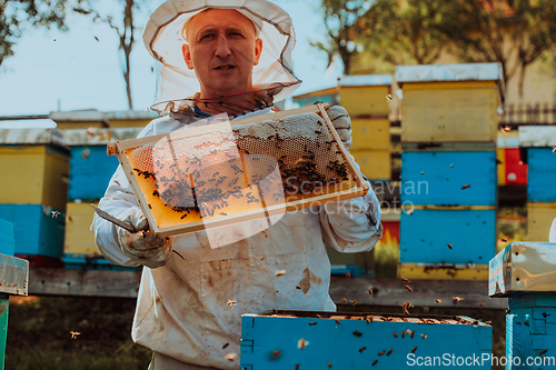 Image of Beekeeper checking honey on the beehive frame in the field. Small business owner on apiary. Natural healthy food produceris working with bees and beehives on the apiary.