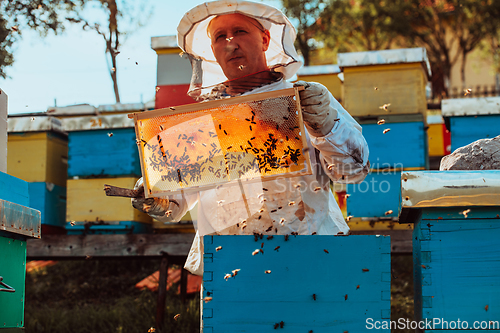 Image of Beekeeper checking honey on the beehive frame in the field. Small business owner on apiary. Natural healthy food produceris working with bees and beehives on the apiary.