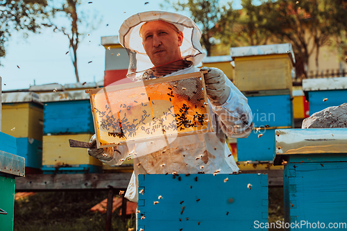 Image of Beekeeper checking honey on the beehive frame in the field. Small business owner on apiary. Natural healthy food produceris working with bees and beehives on the apiary.