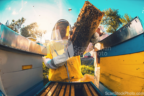 Image of Beekeepers checking honey on the beehive frame in the field. Small business owners on apiary. Natural healthy food produceris working with bees and beehives on the apiary.