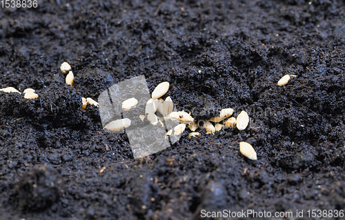 Image of wheat grain