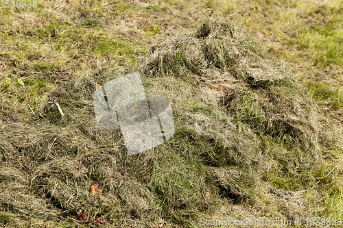 Image of drying grass