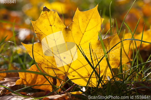 Image of autumn yellow foliage