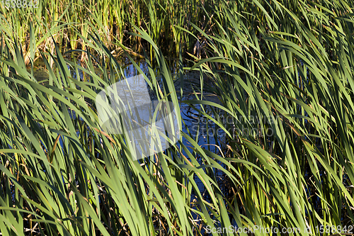 Image of aquatic plants, shore