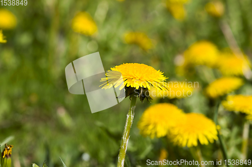 Image of real wild yellow beautiful dandelions