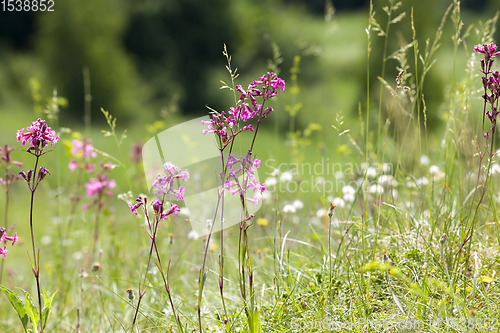 Image of flowering small grass