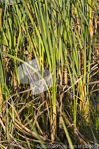 Image of water grass, swamp