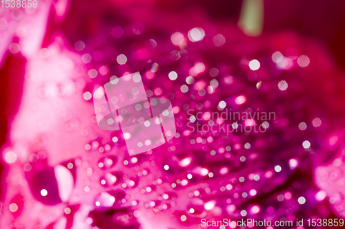 Image of beautiful peony with drops