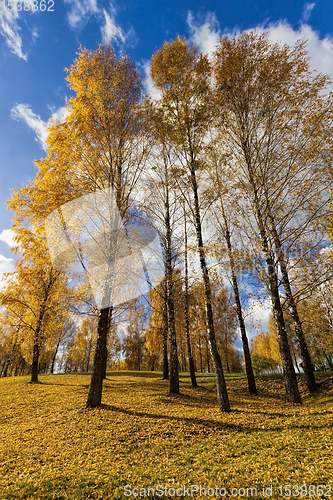 Image of birch trees