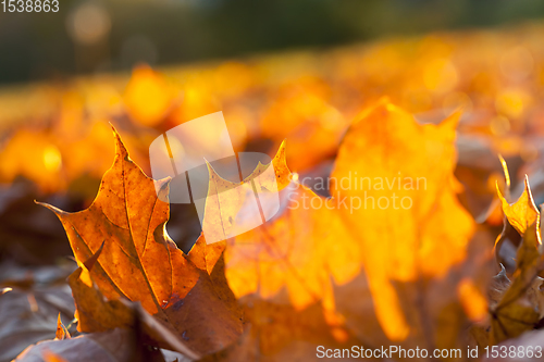 Image of autumn sun shines