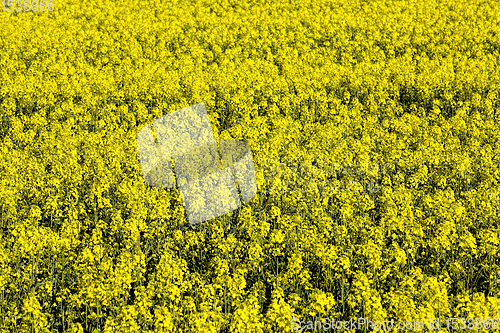 Image of rapeseed flowers