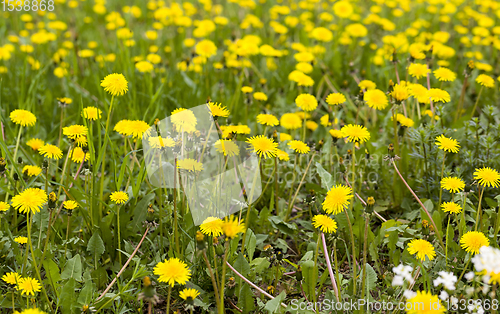 Image of beautiful yellow dandelions