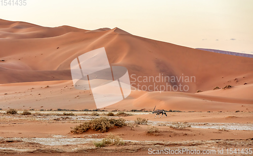 Image of Dead Vlei landscape in Sossusvlei, Namibia Africa