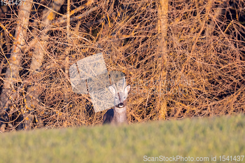 Image of European roe deer near village europe wildlife