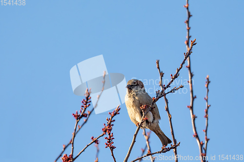 Image of bird House Sparrow, Europe wildlife