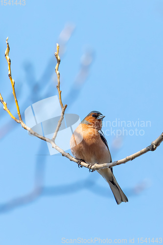 Image of small beautiful bird, common chaffinch