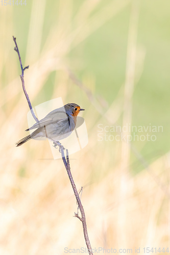 Image of bird European Robin Red Breast