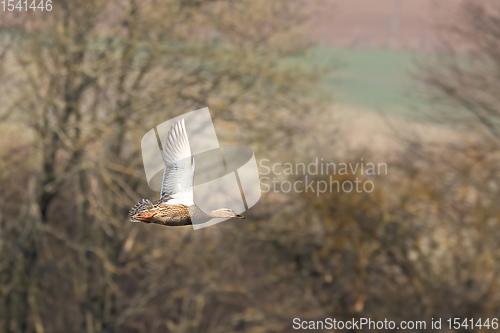 Image of Female Mallard Duck Flying