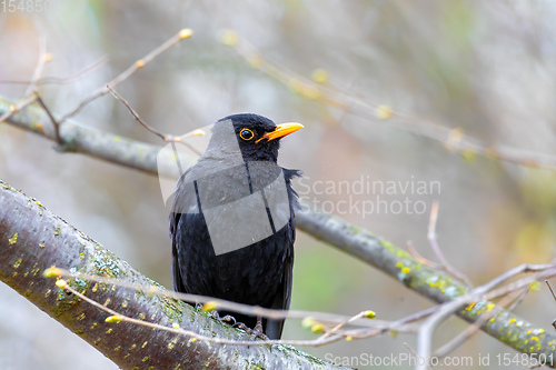 Image of male of Common blackbird in nature