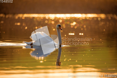 Image of common big bird mute swan on evening pond