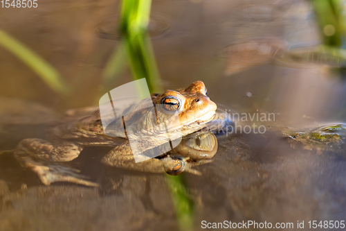 Image of Common toad, Bufo bufo, Czech republic, Europe wildlife