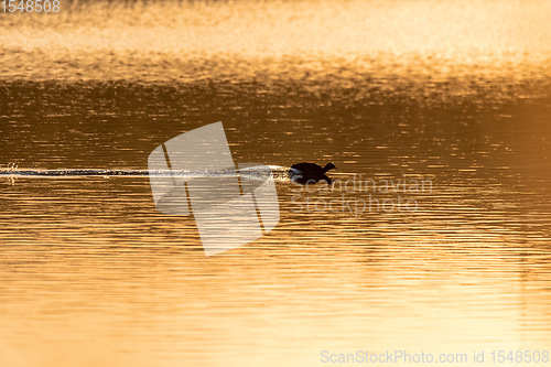 Image of Bird Eurasian coot Fulica atra