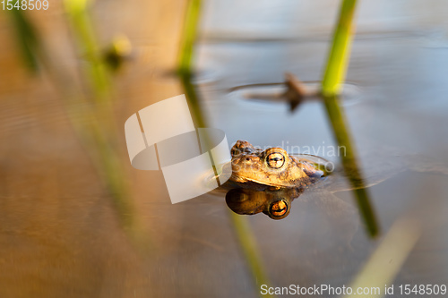 Image of Common toad, Bufo bufo, Czech republic, Europe wildlife