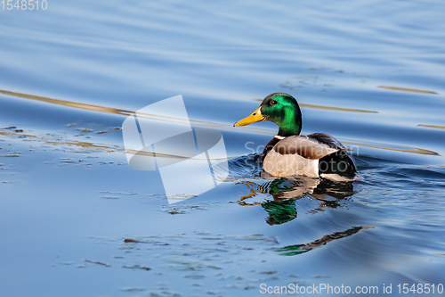 Image of duck mallard on pond, Czech Republic, Europe wildlife