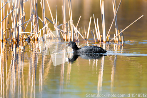 Image of Bird Eurasian coot Fulica atra hiding in reeds