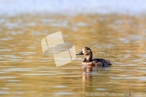 Image of duck mallard on pond, Czech Republic, Europe wildlife