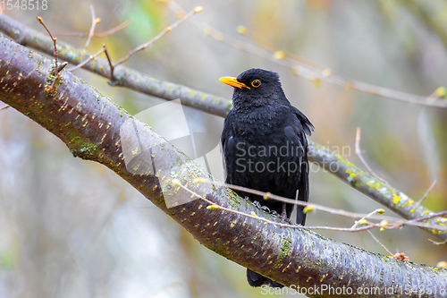 Image of male of Common blackbird in nature