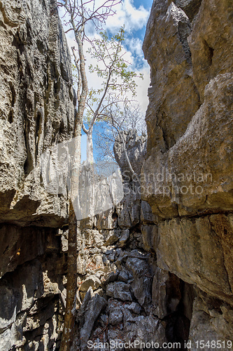 Image of Ankarana Tsingy stones, northern Madagascar landmark