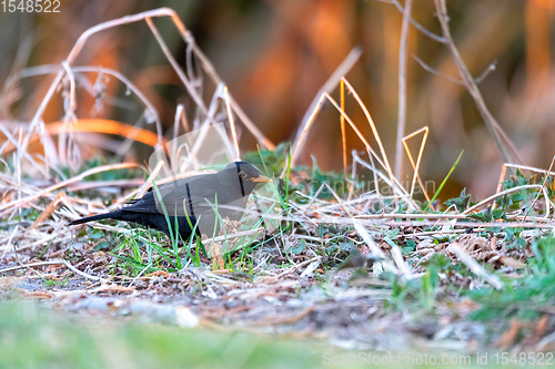 Image of male of Common blackbird in garden